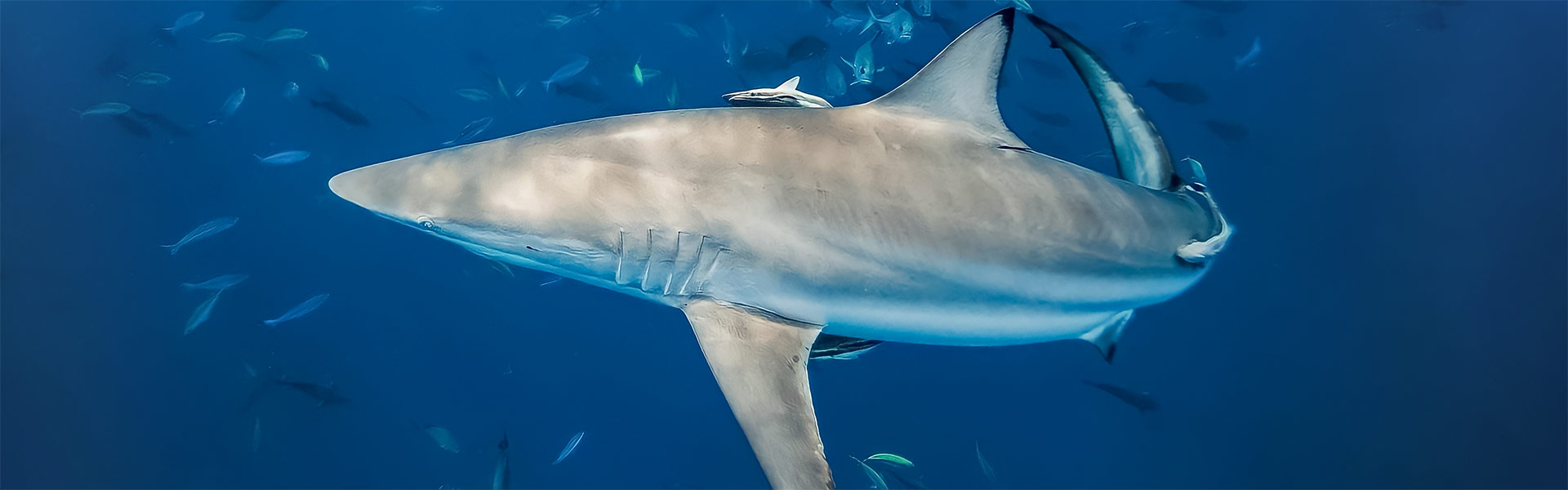 Spinner Sharks: A Glimpse into the Dynamic World of These Aerial Performers